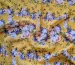 Шифон креповый цветочный вальс, горчица - фото 3 - интернет-магазин stage.tkani-atlas.com.ua